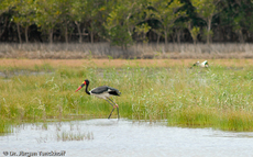 Sattelstorch (4 von 9).jpg